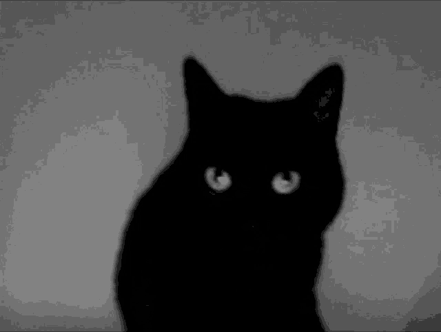 a black cat with white eyes is sitting in the dark looking at the camera in a black and white photo .