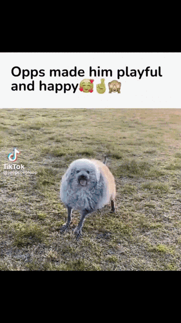 a dog that looks like a sheep is standing in a grassy field with the caption opps made him playful and happy