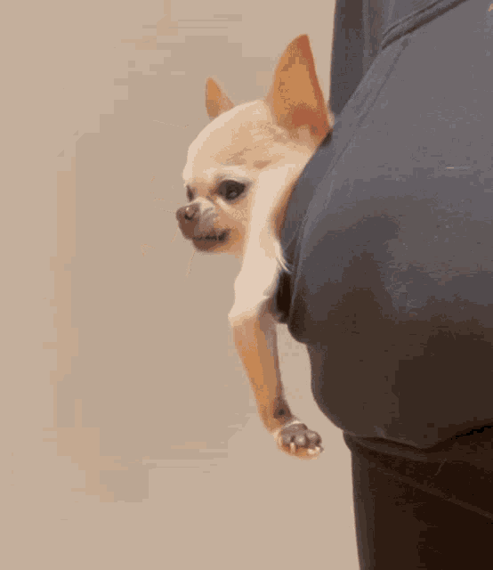Pocket Chihuahua GIF - Pocket Chihuahua GIFs