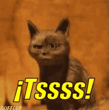 a cat is sitting in front of a sign that says tsss