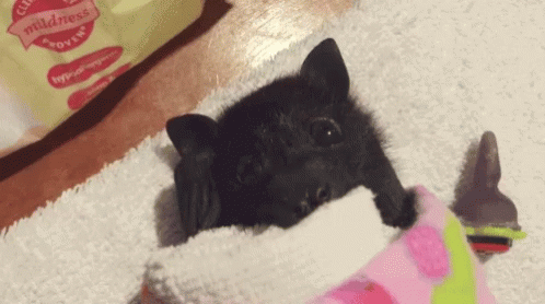 Bat Wigging Ears GIF - Bat Wigging Ears Cute GIFs
