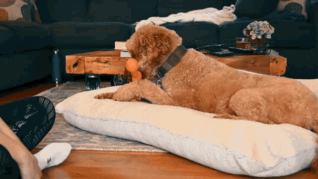 Oscar Puppy Toy GIF - Oscar Puppy Toy Dog GIFs
