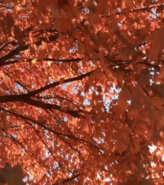 Fall Leaves GIF - Fall Leaves Leaf GIFs