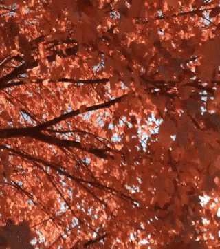 looking up at the leaves of a tree in autumn