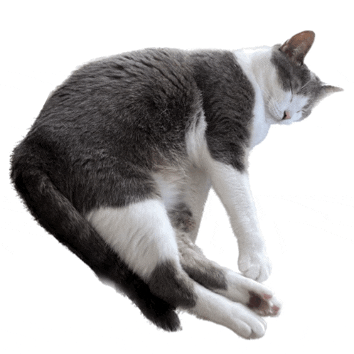 a gray and white cat sleeping on a white surface