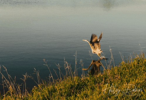 a bird is flying over a body of water and the name andrey dawn is on the bottom right