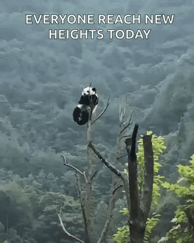 a panda bear hanging from a tree branch with the words everyone reach new heights today below it