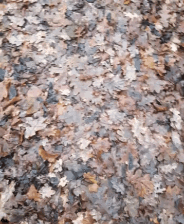 a pile of leaves laying on the ground in autumn