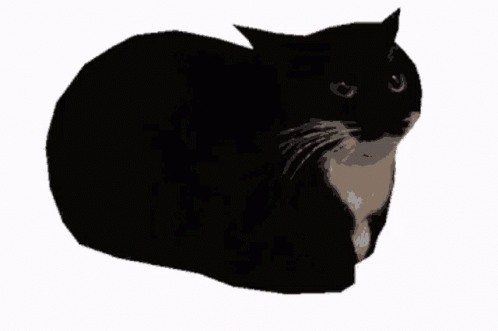 Maxwell Cat Spinning GIF - Maxwell Cat Spinning GIFs
