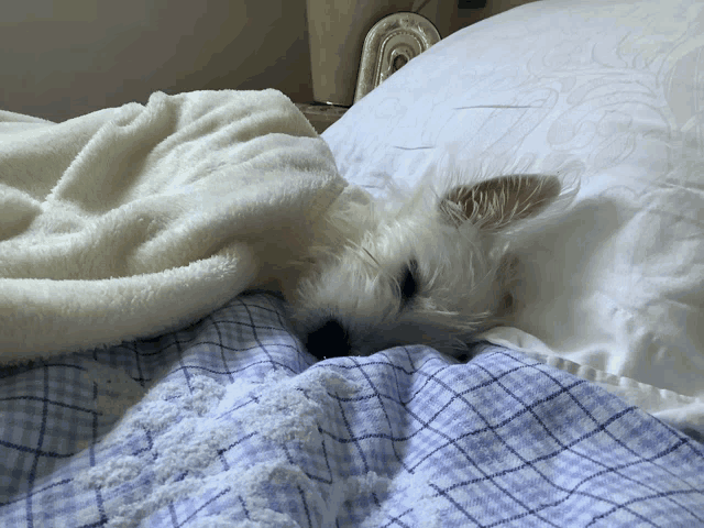 a small white dog sleeping on a bed with a white blanket
