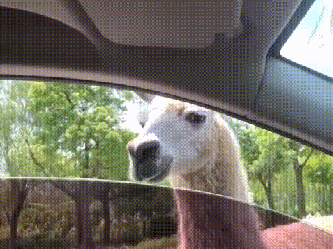 a llama sticking its head out of a car window .