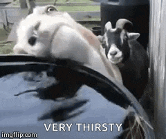 two goats are standing next to a barrel of water and one of them is very thirsty .