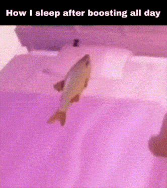 a fish is swimming in a bathtub with a caption that says how i sleep after boosting all day