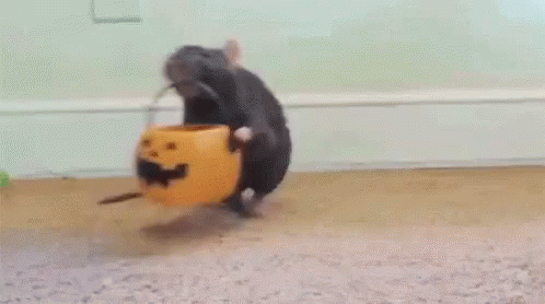 Trick Or Treat! (Mousey Style) GIF - Trickortreat Candy Mouse GIFs