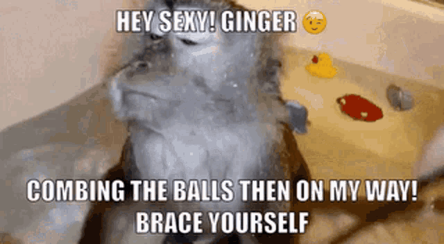 a dog is in a bathtub with a caption that says hey sexy ginger combing the balls then on my way brace yourself