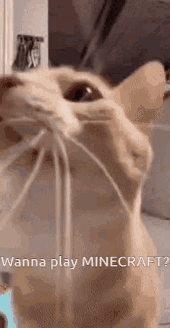 a close up of a cat 's face with the words `` wanna play minecraft '' written on the bottom .