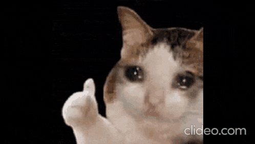 a white cat is giving a thumbs up in a video