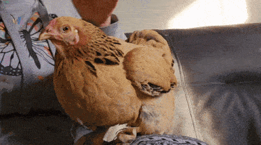 Petting A Chicken Chicken Pet GIF - Petting A Chicken Chicken Chicken Pet GIFs