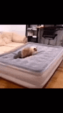 Cat Deflated GIF - Cat Deflated Comfy GIFs