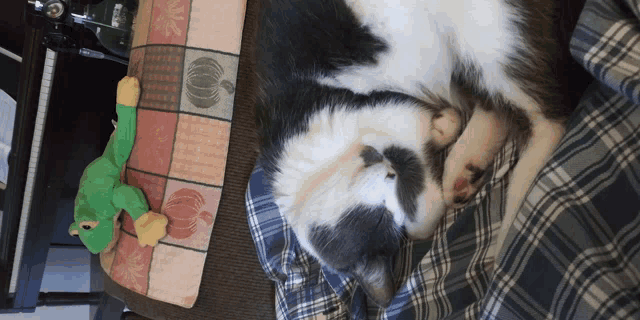 a black and white cat is sleeping on a couch next to a green stuffed frog