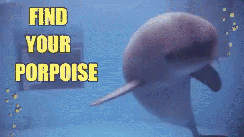 Follow Your Dreams GIF - Find Your Purpose Purpose Porpoise GIFs