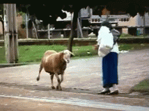 Goat Attack GIF - Goat Attack Funny GIFs