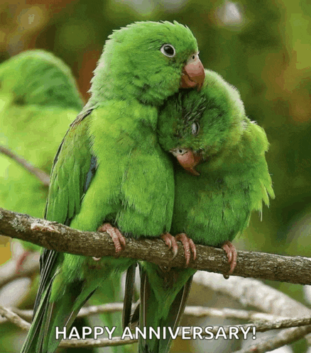 a couple of green birds hugging on a branch with the words happy anniversary written below them