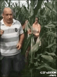 a man in a striped shirt stands in a corn field