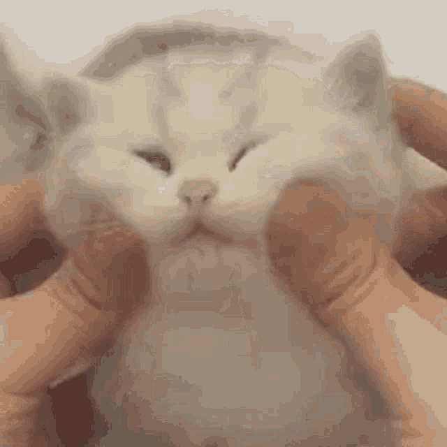 Kitten Face Massage GIF - Kitten Face Massage Cat Love GIFs