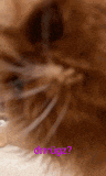 a close up of a cat 's face with the word derrugz in purple