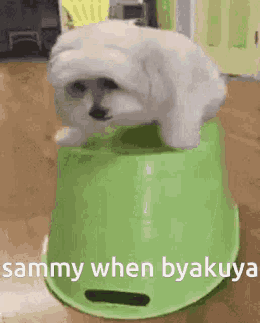 a small white dog is sitting on top of a green bucket .