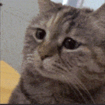 a close up of a cat 's face with a yellow background