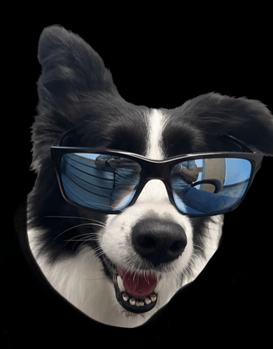 Dog Cool Down GIF - Dog Cool Down Sunglasses GIFs