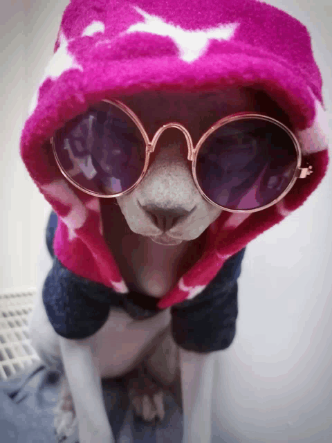 a cat wearing a pink hat and sunglasses looks at the camera