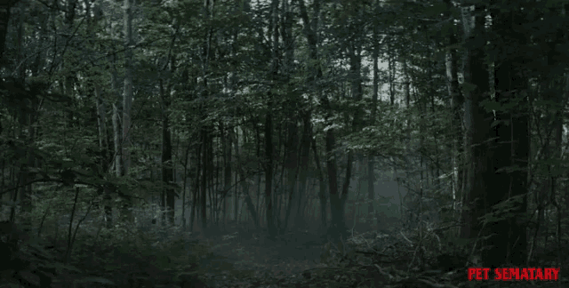 Woods Forest GIF - Woods Forest Zoom GIFs