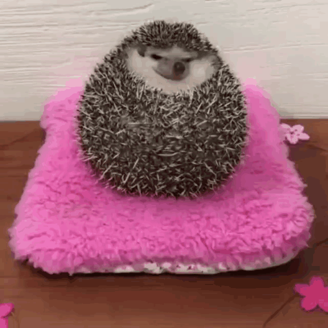 a hedgehog is laying on a pink pillow on a table .