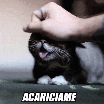 Acariciame GIF - Cat Pet Cute GIFs