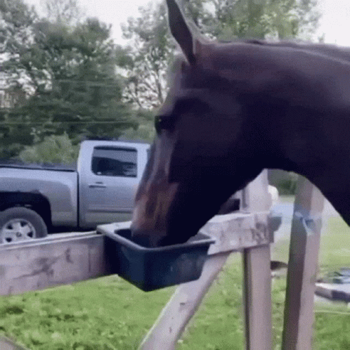 The Horse GIF