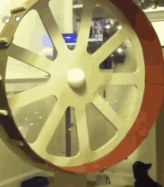 Cat Fail Cat Rolling GIF