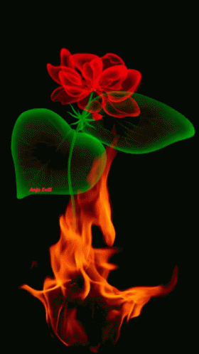 Fire Flower GIF - Fire Flower Rose GIFs