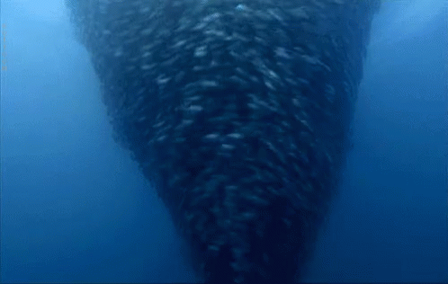 Swarm Fish GIF - Swarm Fish Fish Tornado GIFs
