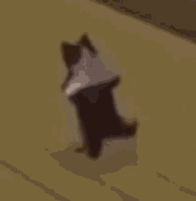 Sims Cat GIF - Sims Cat Sims Cat GIFs