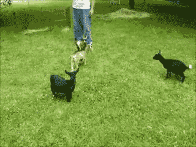 Hyper Goat GIF - Hyper Goat Kick GIFs
