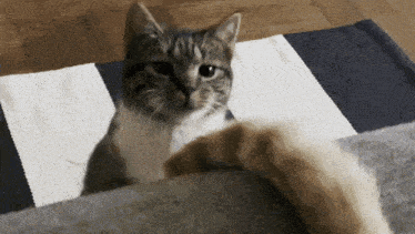 Cat Playing With Tail GIF - Cat Playing With Tail Chasing Tail GIFs
