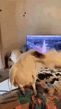 a dog is standing on a bed in front of a tv .