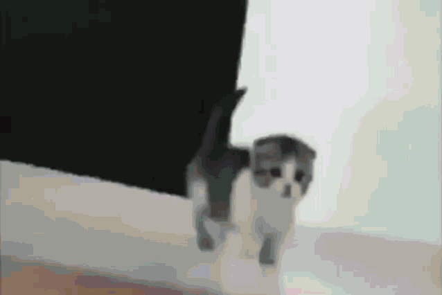 a black and white cat is standing in front of a white wall