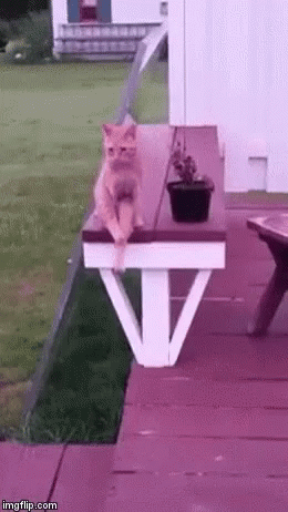 Pink Cat GIF - Pink Cat Aw GIFs