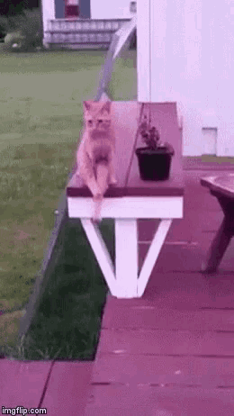 a cat is sitting on a wooden bench with a potted plant on it .
