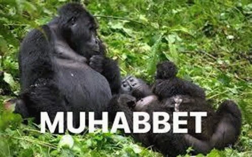 Muhabbewt GIF - Muhabbewt GIFs