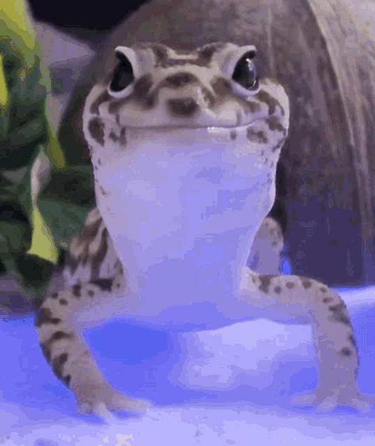 a lizard is standing on its hind legs and smiling